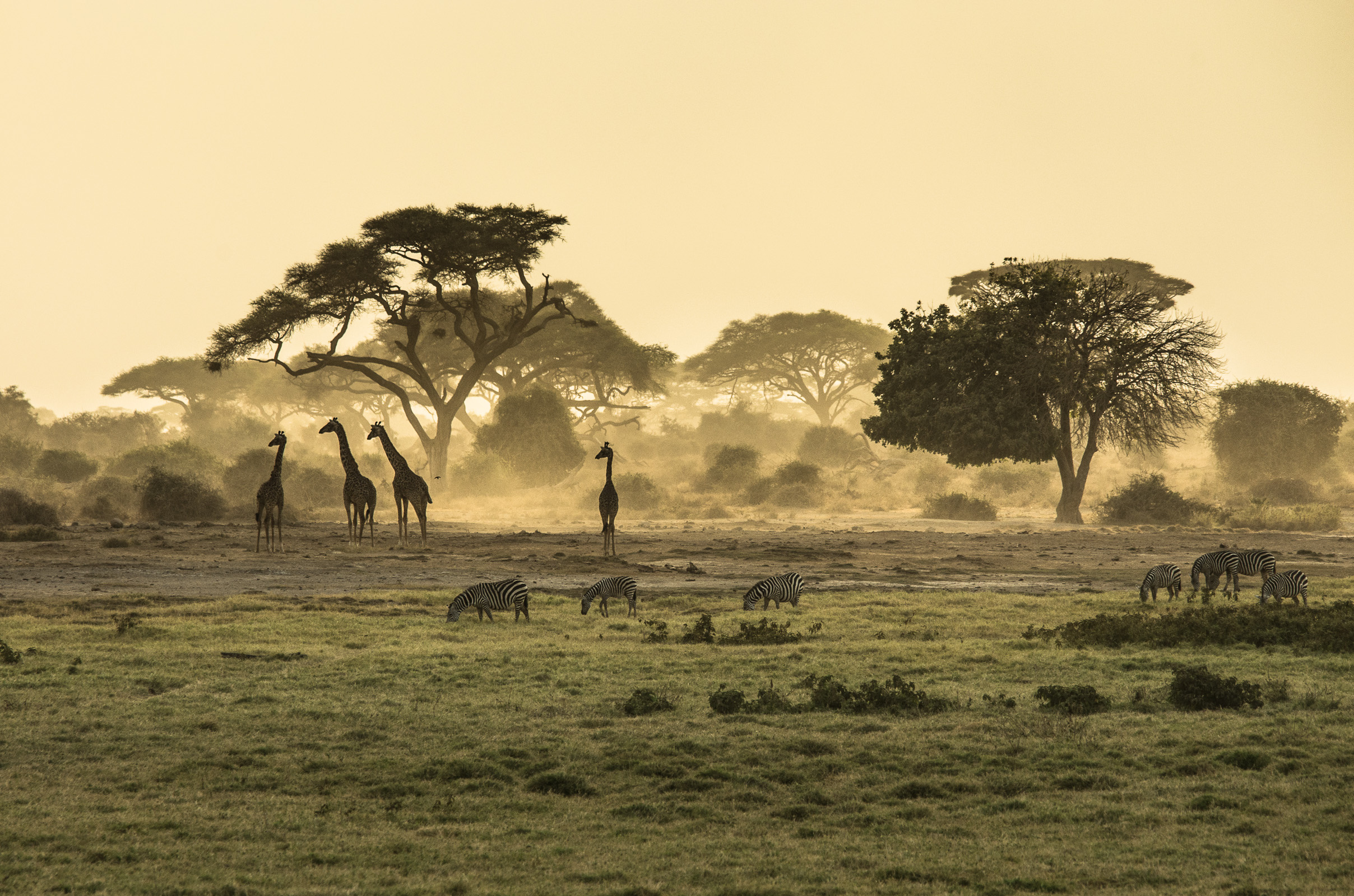 An image of a misty savannah with several grazing giraffes and zebras, and the silhouettes of trees in the background.